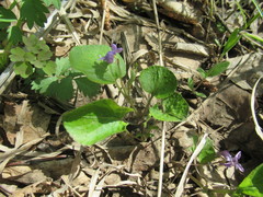 Viola mauritii