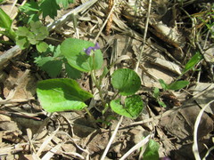 Viola mauritii