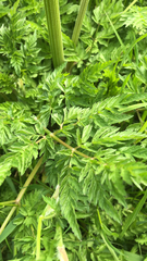 Anthriscus sylvestris