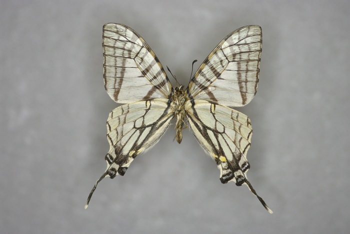 Spectacle Swordtail