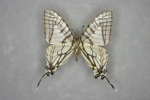 Spectacle Swordtail