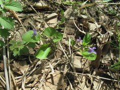 Viola mauritii