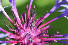 Cleopomiarus graminis