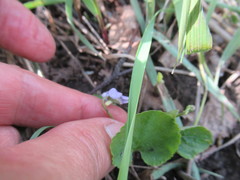 Viola mauritii