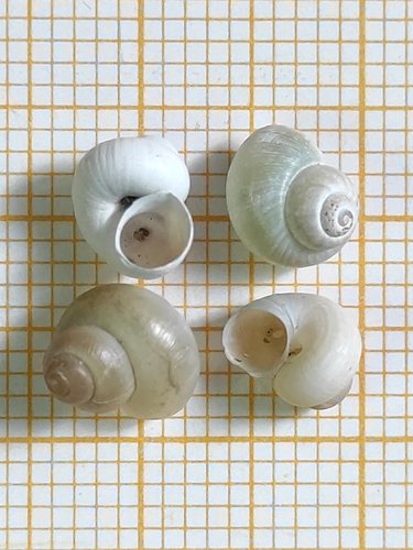 European Stream Valvata