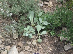 Centaurea jaennensis