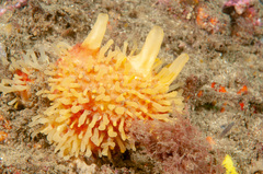 Polymastia penicillus