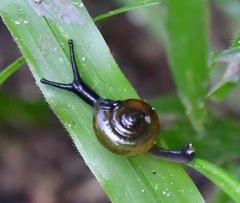 Macrochlamydinae