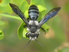 Andrena agilissima