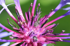 Cleopomiarus graminis