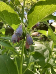 Symphytum officinale