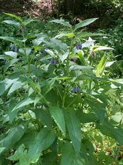 Symphytum officinale