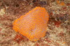 Polycitor giganteus