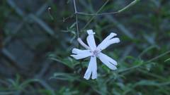 Silene fissipetala