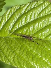 Episinus angulatus