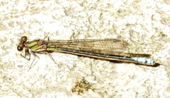 Pseudagrion furcigerum