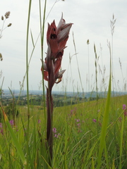 Bilamellaria