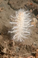 Veretillidae