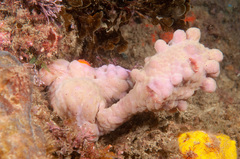 Halisarca australiensis