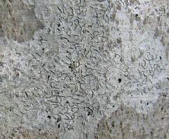 Graphis scripta image