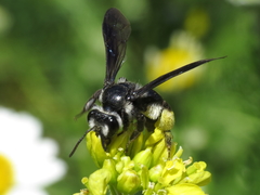 Andrena agilissima