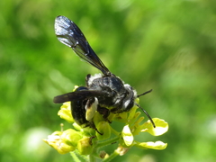 Andrena agilissima