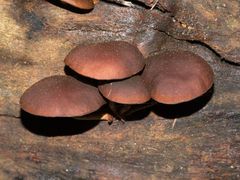 Hypholoma brunneum