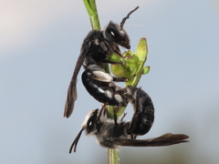 Andrena agilissima