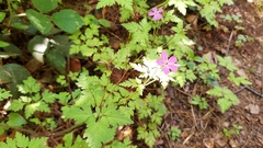 Geranium robertianum