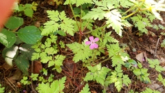 Geranium robertianum