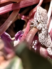 Tarentola mauritanica