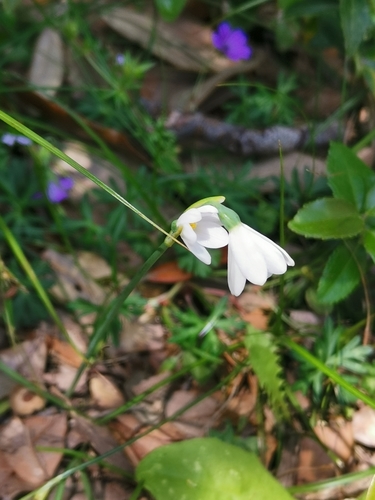 Image of Acis longifolia by (c) Roland Godon, some rights reserved (CC BY)