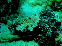Glossodoris cincta