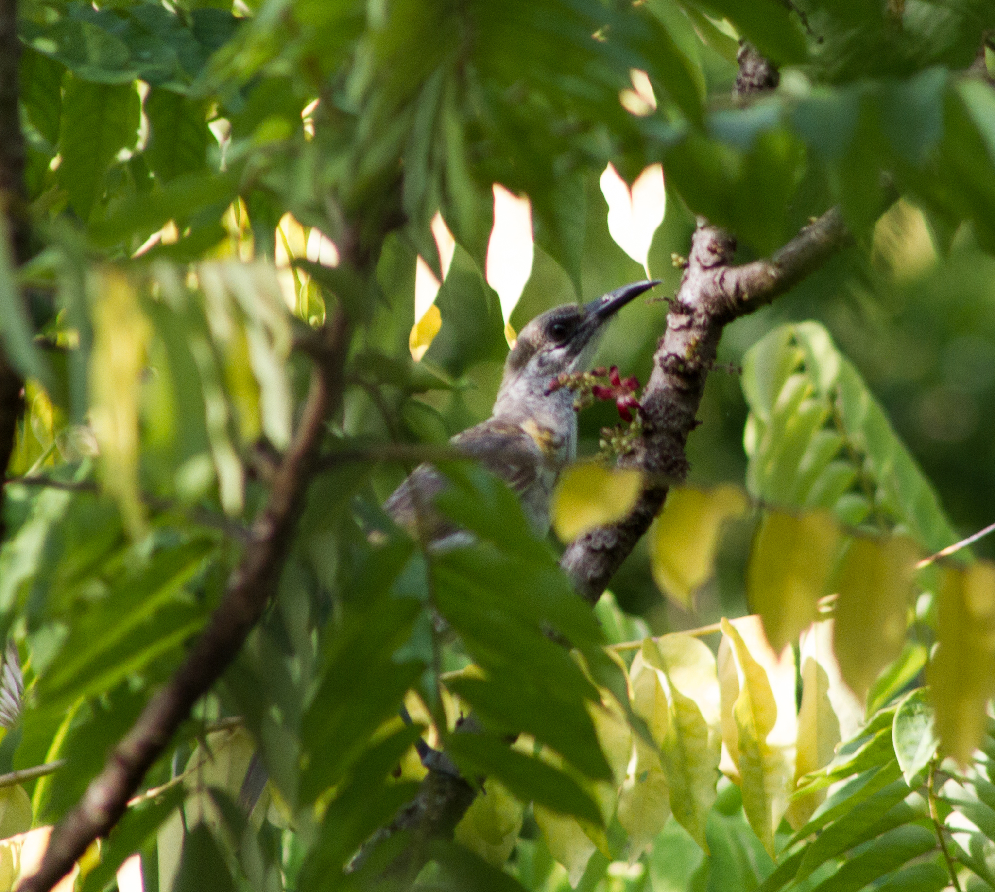 Timor Friarbird illustration