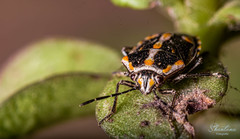 Bagrada hilaris