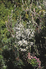 Olearia algida