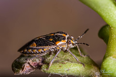 Bagrada hilaris
