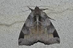 Chrysorithrum amatum