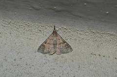 Gynaephila maculifera