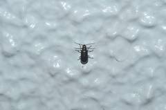 Luperus moorii