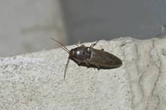 Melanotus legatus