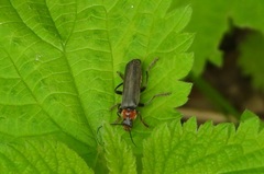 Cantharis fusca