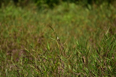 Prinia inornata