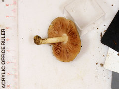 Pluteus hongoi