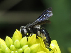 Andrena agilissima