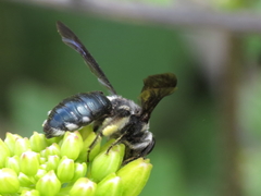 Andrena agilissima