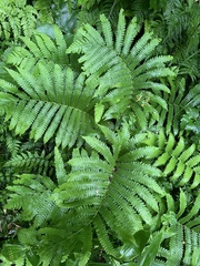 Matteuccia struthiopteris