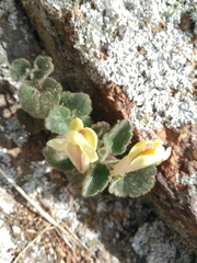 Asarina procumbens