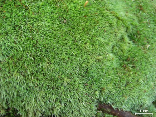 Pincushion Moss
