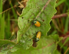 Labidostomis taxicornis